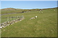 Sheep grazing above Merthyr Farm