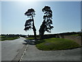 Silhouette of two conifers having a disagreement