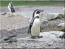 W7871 : Penguins in Fota Wildlife Park by Hywel Williams
