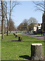 Tree stumps. Queens Walk (1)