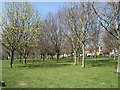 Trees in Hove Park