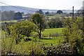 South Wight : Grassy Fields & Trees