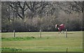 South Wight : Grassy Field & Horse