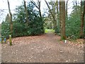 Footpath crosses bridleway at Spurfold Copse