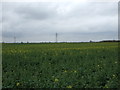 Oilseed rape crop near Firs Farm