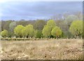 TQ2073 : Trees by the Lower Pen Pond, Richmond Park, in early spring by Stefan Czapski