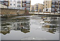 Swans, Regents Canal