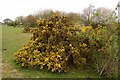 SU4964 : Gorse bush on Greenham Heath by Steve Daniels