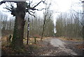 Footpath into Palmsted Wood