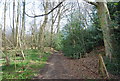 Footpath, Chapel Wood