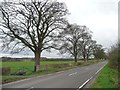 Trees lining Thorner Road