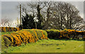 Whin hedges near Lisburn