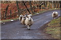 Glen Esk sheep making a break for freedom!