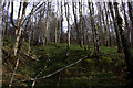 Birch woodland east of Eskadale