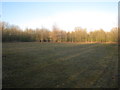 Clearing in Staunton Quarry Nature Reserve