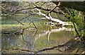 Muddy Pond at Wilverley Road