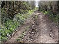 Track up the Hillside near Deancombe