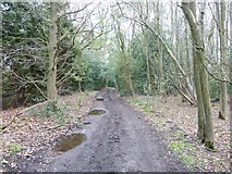 SU8329 : Sussex Border Path south of the Wheatsheaf Inclosure by Dave Spicer