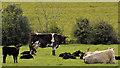 J4056 : Cattle near Saintfield by Albert Bridge