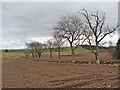 Ploughed field and row of trees, Aucharroch Cottage