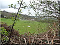 Field with a standing stone at Bwlch