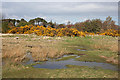 Marshy Pools