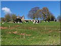 SJ5659 : Cows grazing at Tilstone Bank by David Martin