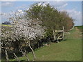 SU6947 : Spring by Manor Farm by Colin Smith