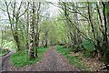 Woodland tracks