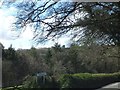 Cotehele Wood from a minor road junction near Newton