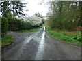 Blossom to brighten a rainy afternoon