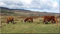 NG4248 : Cattle, Peinmore by Richard Webb