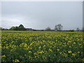 Farmland off Eldmire Lane