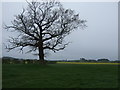 Tree and farmland, Eldmire