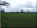 Farmland off Moor Lane