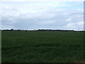 Farmland off Burton Lane