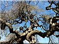 Tree in Quex Park, Birchington