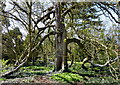 A tree in Quex Park, Birchington