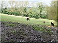 Horses grazing at Busty Bank