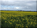 Oilseed rape crop, Town End Fields