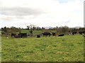 Cattle in field east of Greenhill Road