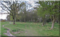 TL0009 : Hertfordshire Way, Berkhamsted Common by Roger Jones