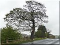 Roadside tree, Thornley Lane