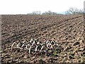 Harrow and field above Sillywrea Wood