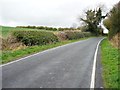 Ivy-covered tree, Ashtree Lane