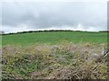 Brambles at the edge of farmland