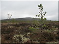 NH9942 : New Forest Plantation on Dava Moor by Alan Hodgson