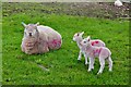 Mother & Twins near the Hollington Road