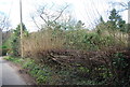 Coppiced fence, Copt Hall Rd