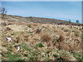 Replanting on clear fell in Springhill Wood